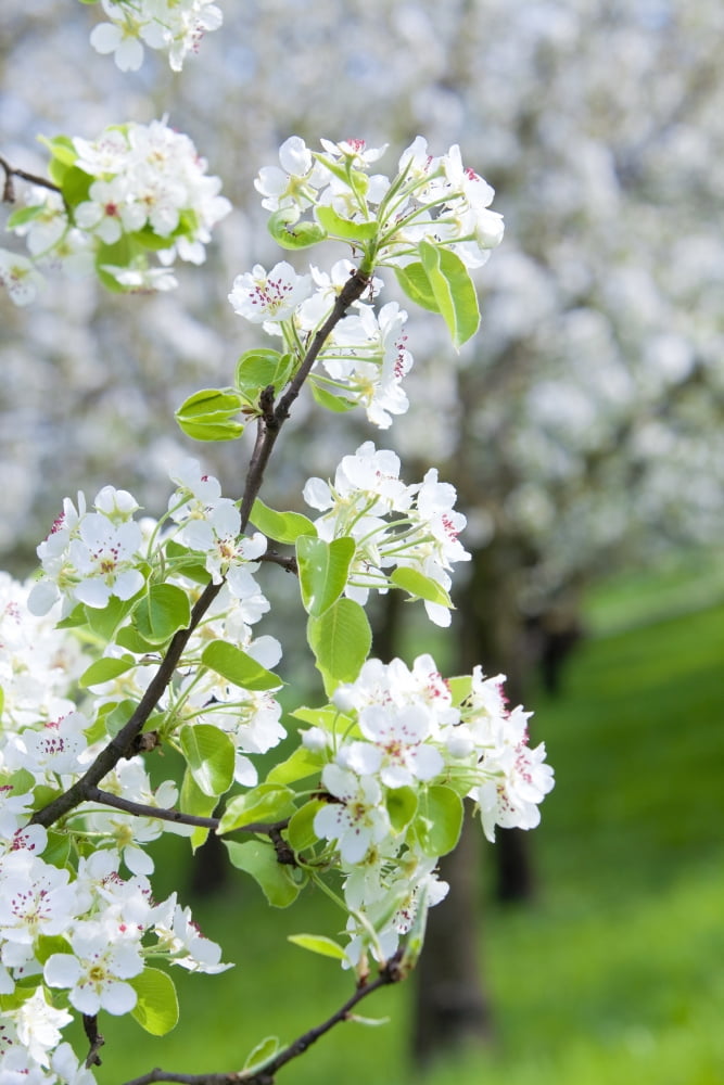 czech republic prague - cherry trees in blossom on petrin hill in spring Canvas Art - Panoramic Images (27 x 9)