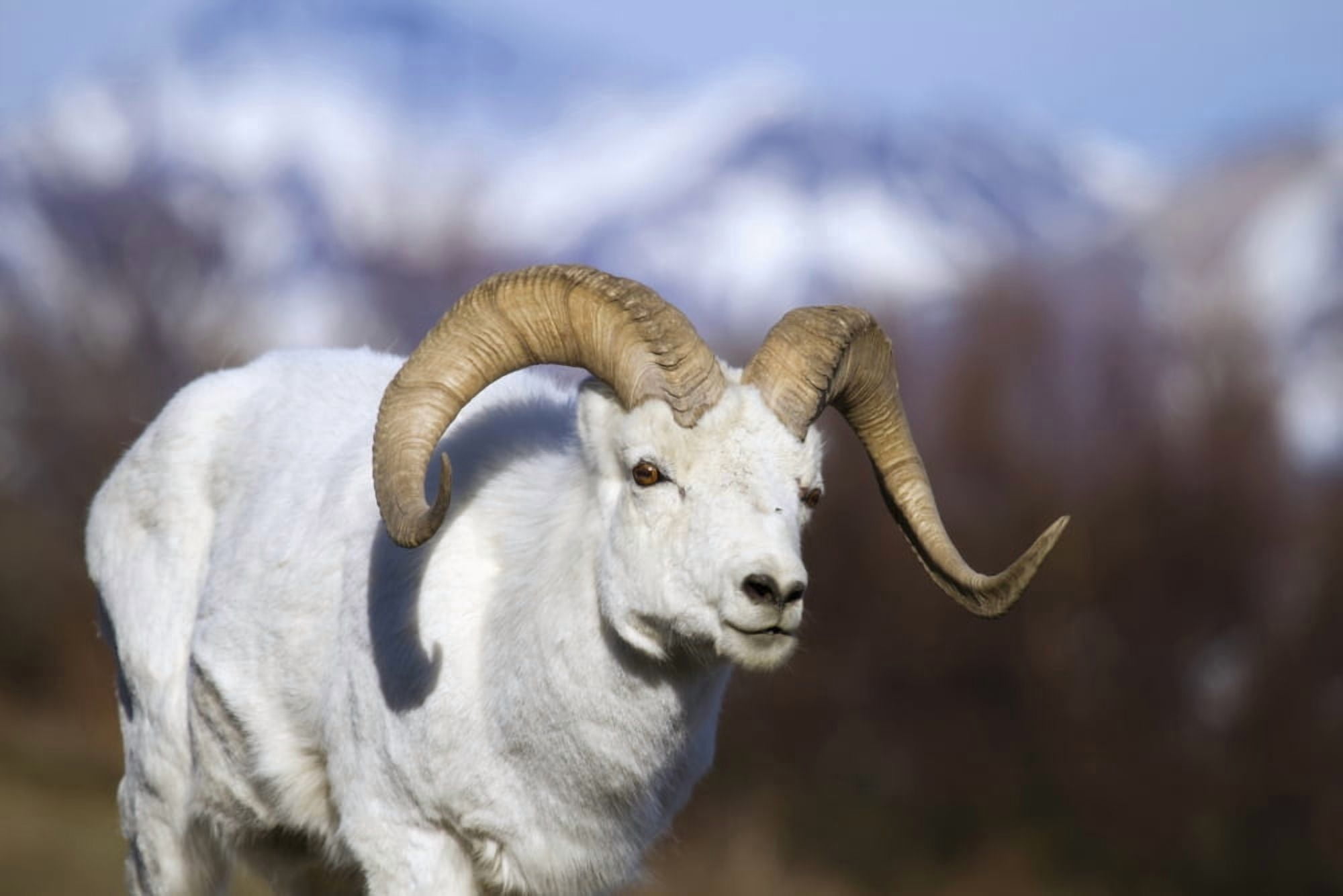 A dall sheep (ovis dalli) ram walking along the road on a warm spring day in Denali National Park Alaska United States of America Canvas Art - Guy Runco Design Pics (38 x 24)