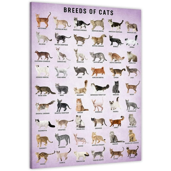 dashuaibi-Cat Breeds Posters, Vintage Cats Knowledge Poster, Breeds of Cats, Type of Cats, Cat Decor for Cat Lovers, Cat Wall Art-11