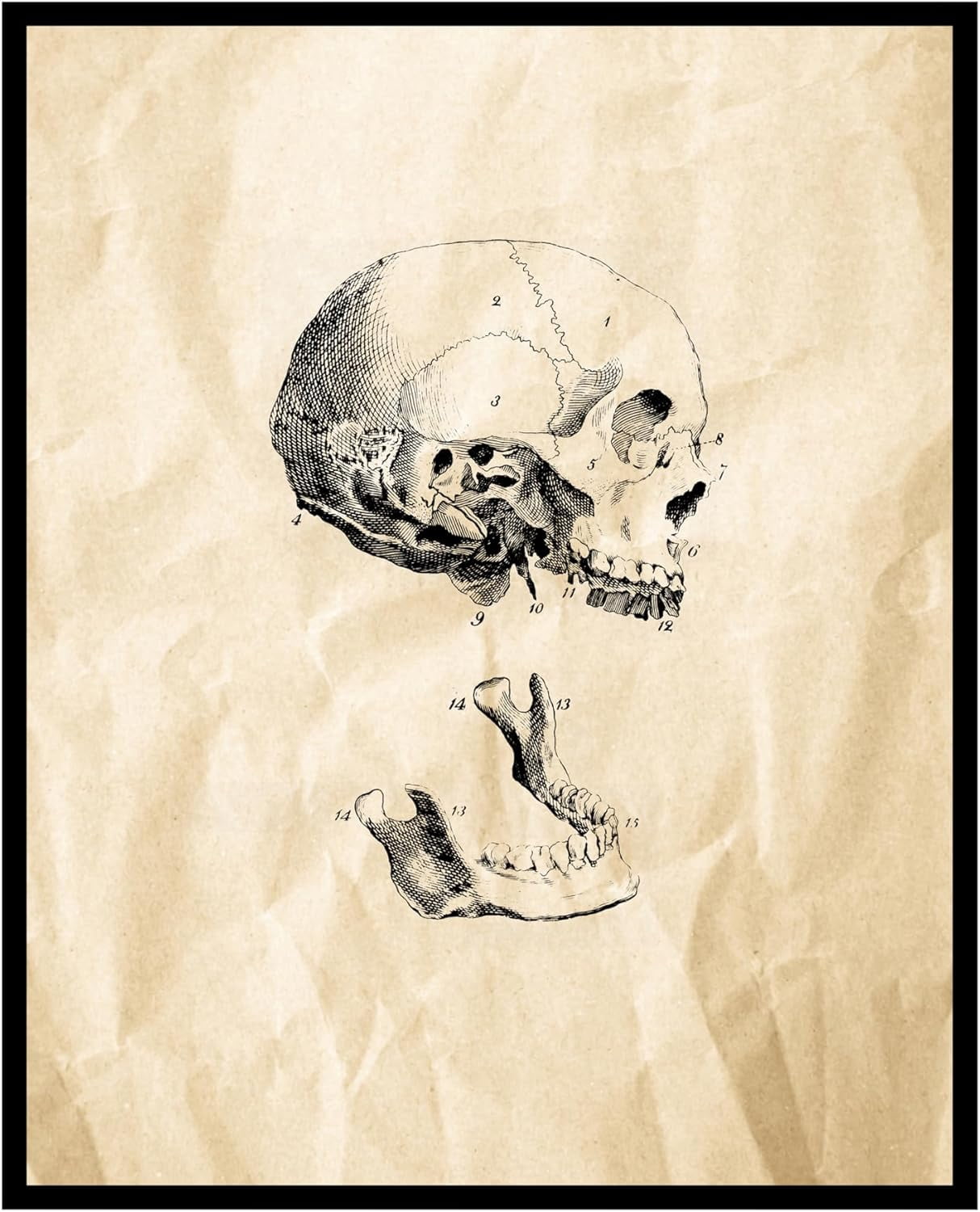 Dashuaibi Human Skull Poster Skeleton Print Anatomy Art Medical