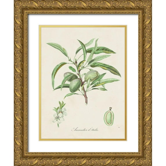 de Langlois 12x14 Gold Ornate Wood Framed with Double Matting Museum Art Print Titled - Antique Almond Botanical III