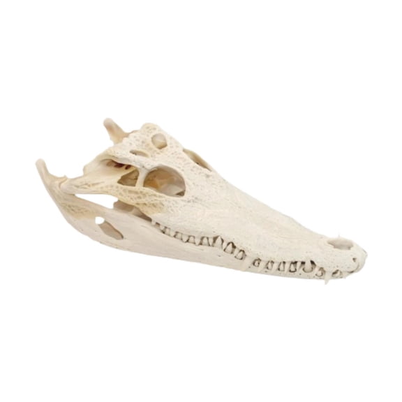 deevoka Realistic Alligator Skull Crocodile Skull Head Sculpture for Living Room Bar