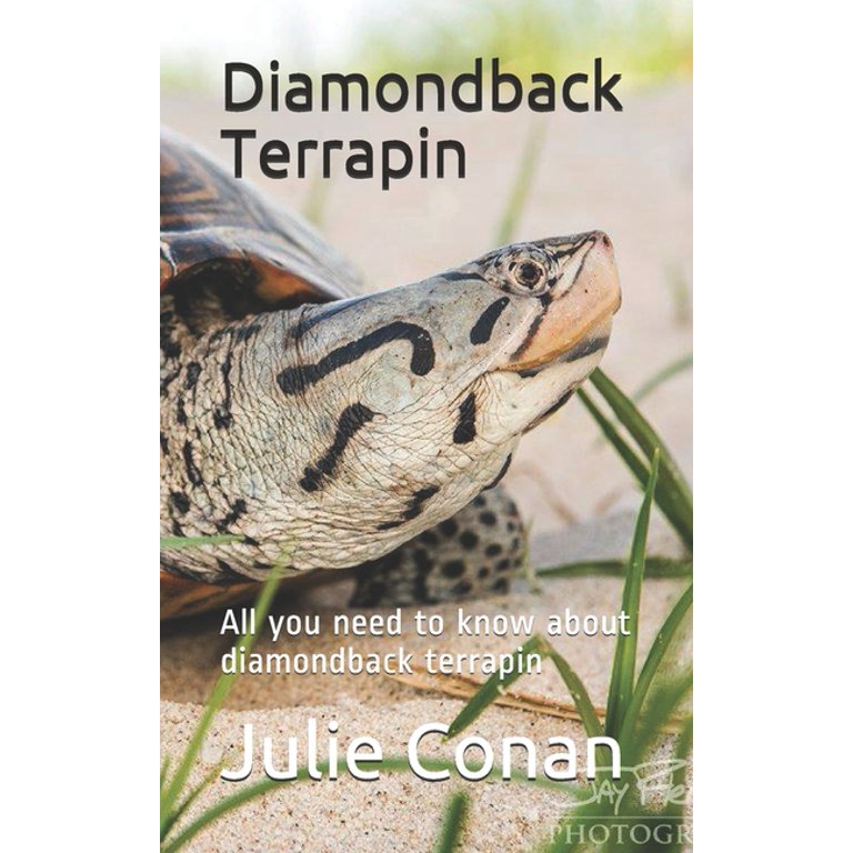 diamondback terrapin All you need to know about diamondback