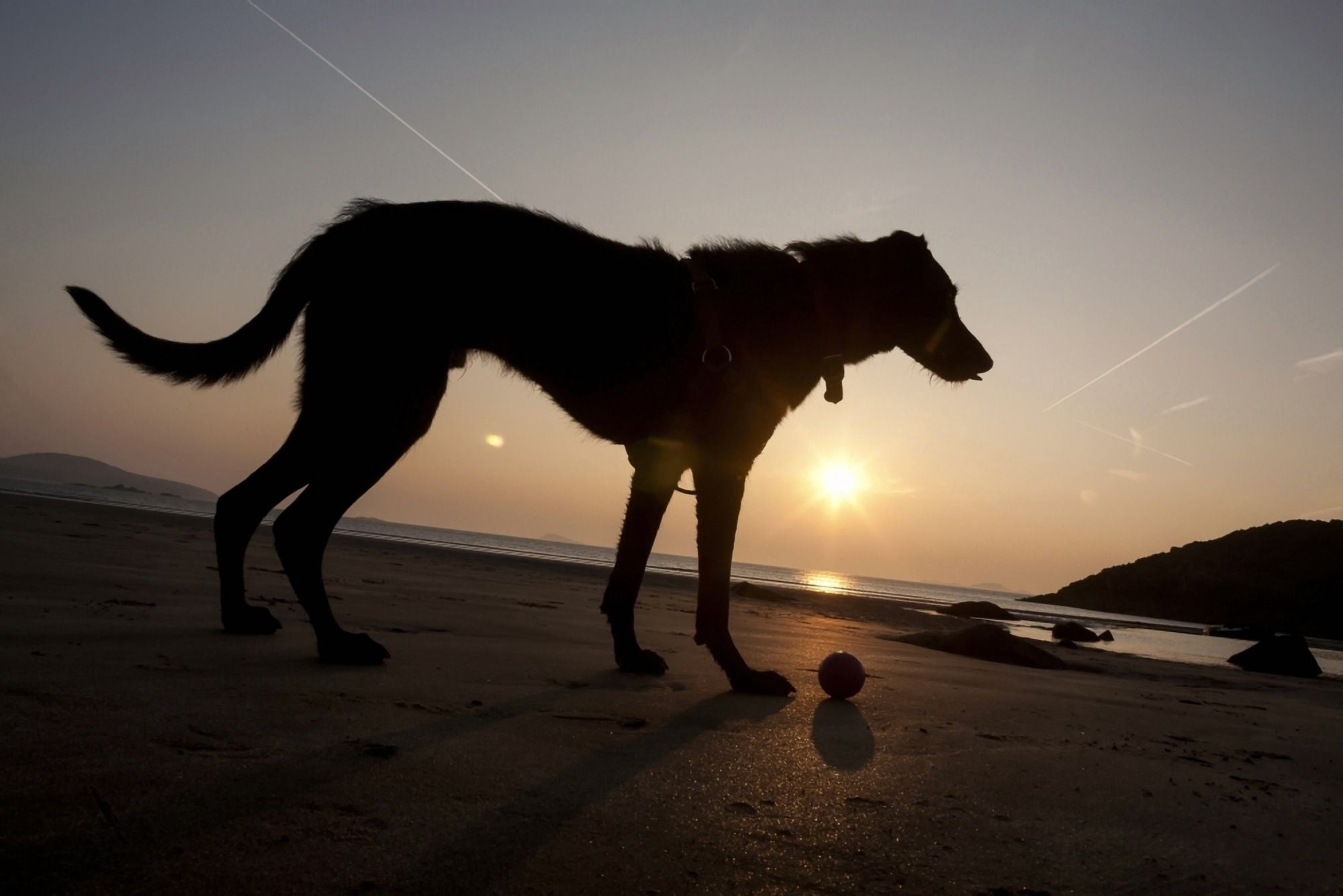 A dog with his ball at sunset at Whitesands Beach Pembrokeshire Coast Path South West Wales Pembrokeshire Wales Canvas Art - Paul Quayle Design Pics (19 x 12)