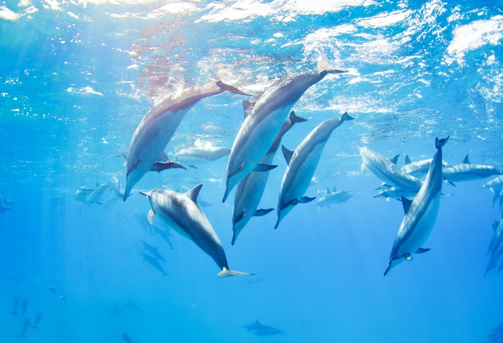dolphins swimming underwater tropical ocean Canvas Art - Design Pics Vibe Design Pics (16 x 11)
