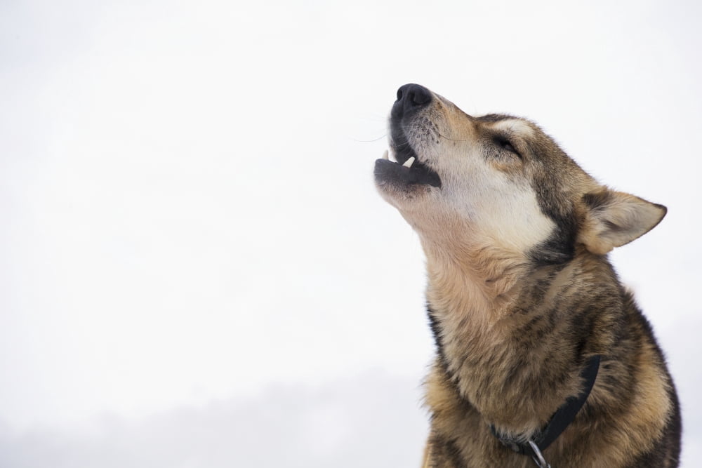 A dropped Iditarod sled dog howls at the Finger Lake checkpoint during the 2013 Iditarod Southcentral Alaska Canvas Art - Jeff Schultz Design Pics (19 x 12)