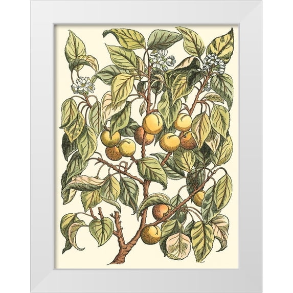 du Monceau, Duhamel 15x18 White Modern Wood Framed Museum Art Print Titled - Apricot Tree Branch