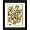thumbnail image 1 of du Monceau, Duhamel 19x24 Black Ornate Wood Framed with Double Matting Museum Art Print Titled - Quince Tree Branch, 1 of 4