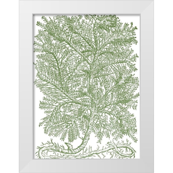du Monceau, Duhamel 25x32 White Modern Wood Framed Museum Art Print Titled - Mossy Branches IV
