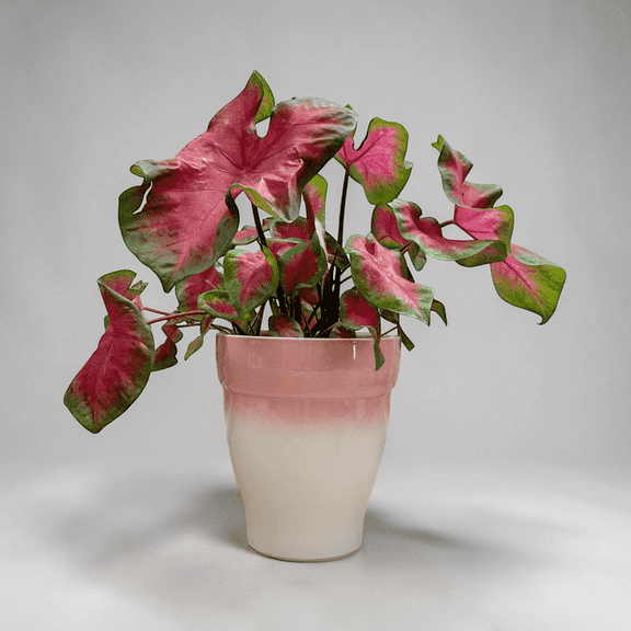 Red Flash Caladium Live Plant in Ceramic Pot  Bold Red Tropical Foliage, Shade Loving Easy Care Plant