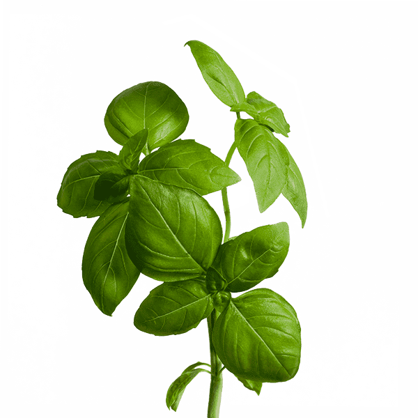 edn SmallGarden Basil SeedPods - 10 Pack
