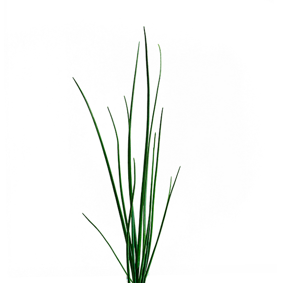 edn SmallGarden Chive SeedPods - 10 Pack