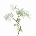 thumbnail image 1 of edn SmallGarden Fennel SeedPods - 10 Pack, 1 of 1