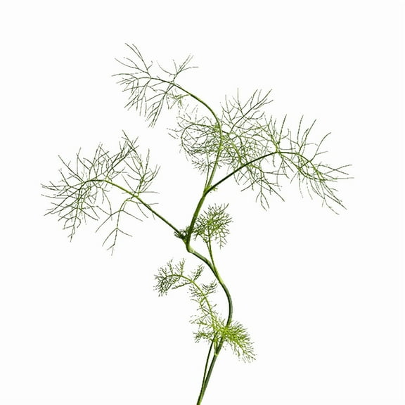 edn SmallGarden Fennel SeedPods - 10 Pack