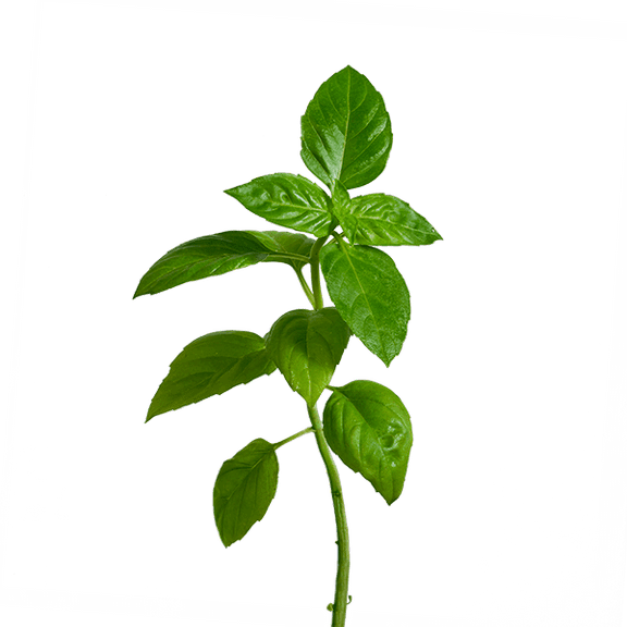 edn SmallGarden Lime Basil SeedPods - 10 Pack