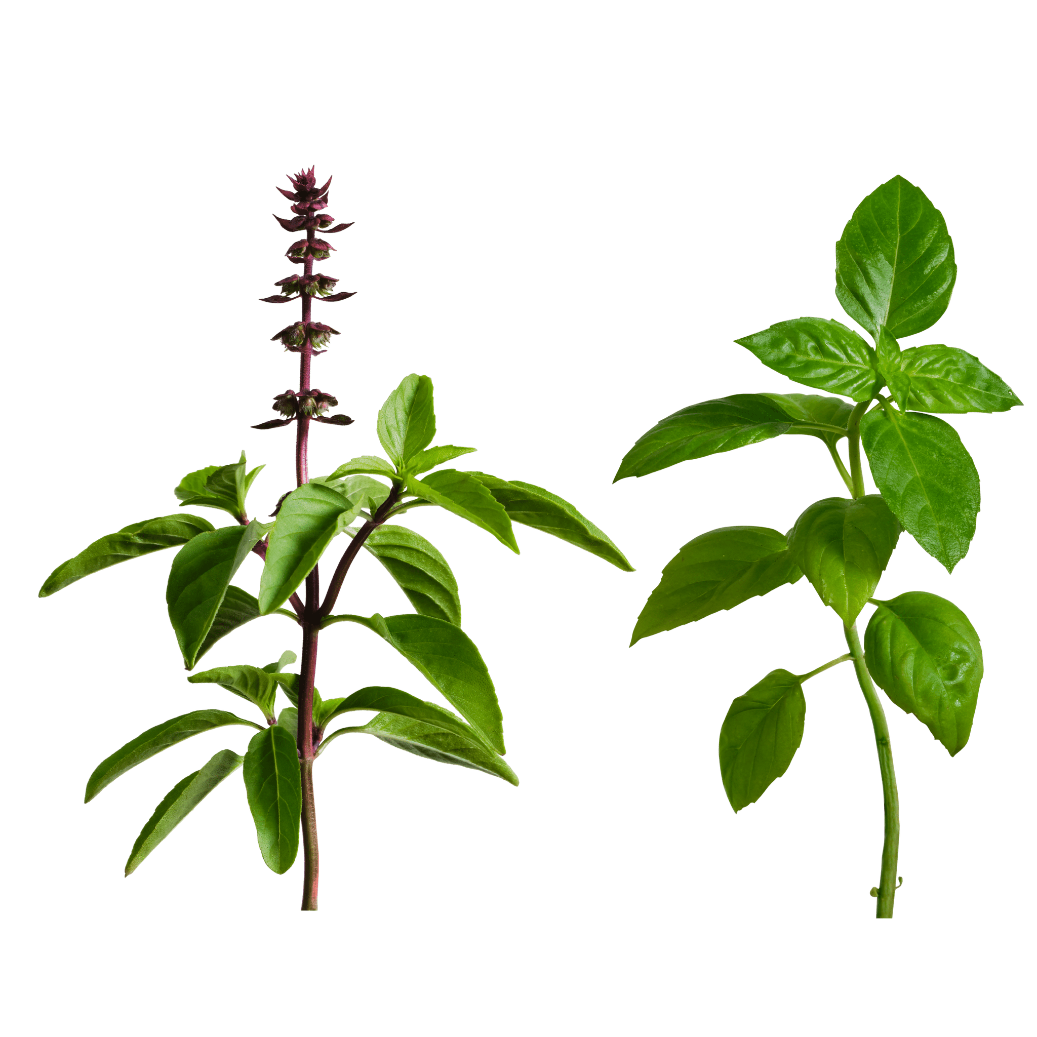 edn SmallGarden Lime Basil/Thai Basil Variety SeedPods - 10 Pack