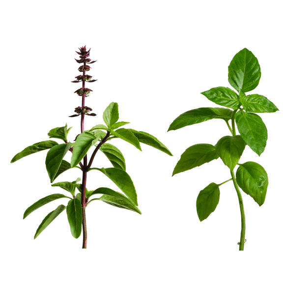 edn SmallGarden Lime Basil/Thai Basil Variety SeedPods - 10 Pack