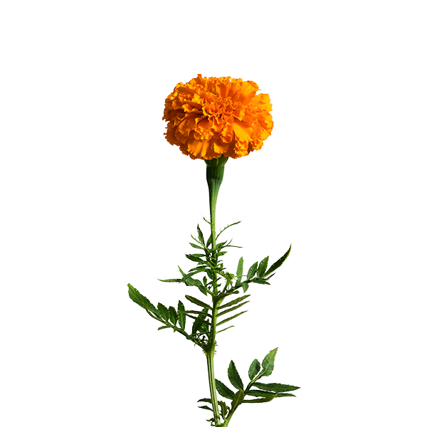 edn SmallGarden Marigold SeedPods - 10 Pack