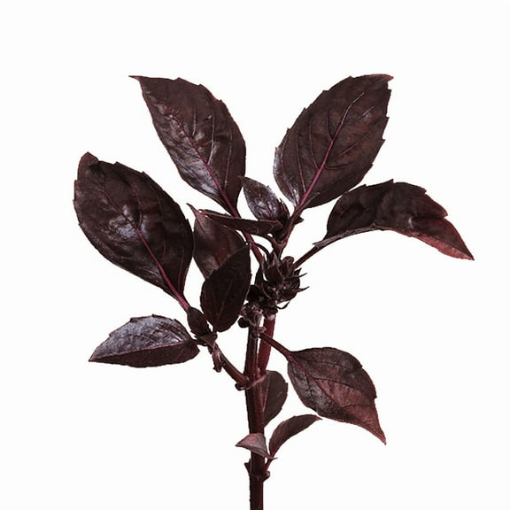 edn SmallGarden Purple Basil SeedPods - 10 Pack