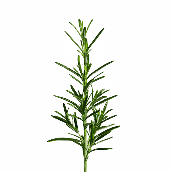 edn SmallGarden Rosemary SeedPods - 10 Pack