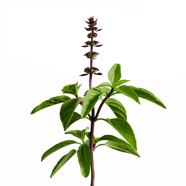 edn SmallGarden Thai Basil Variety SeedPods - 10 Pack