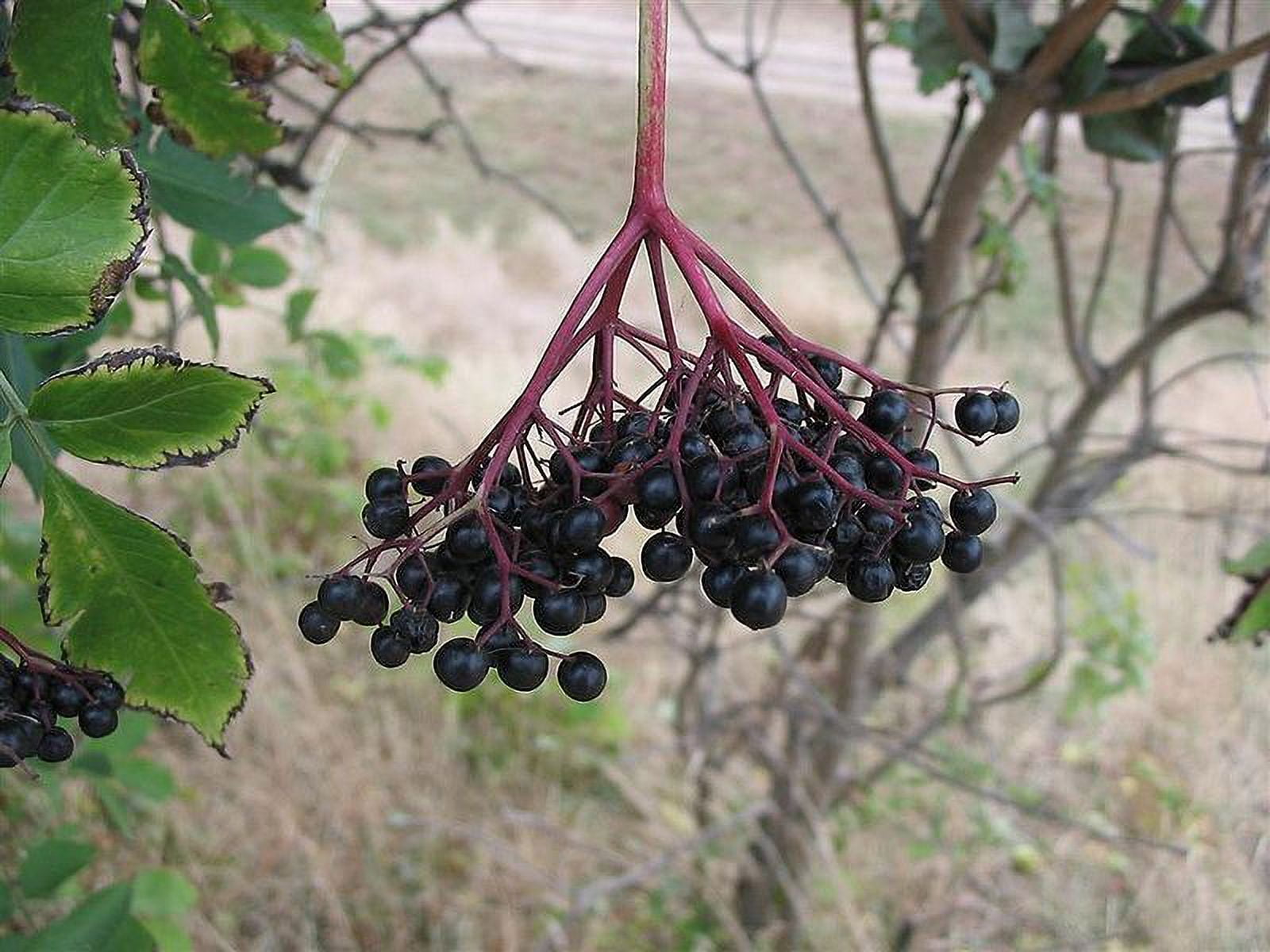 elderberry, BLACK ELDERBERRY tree berry, 100 seeds! Go Buy US USA