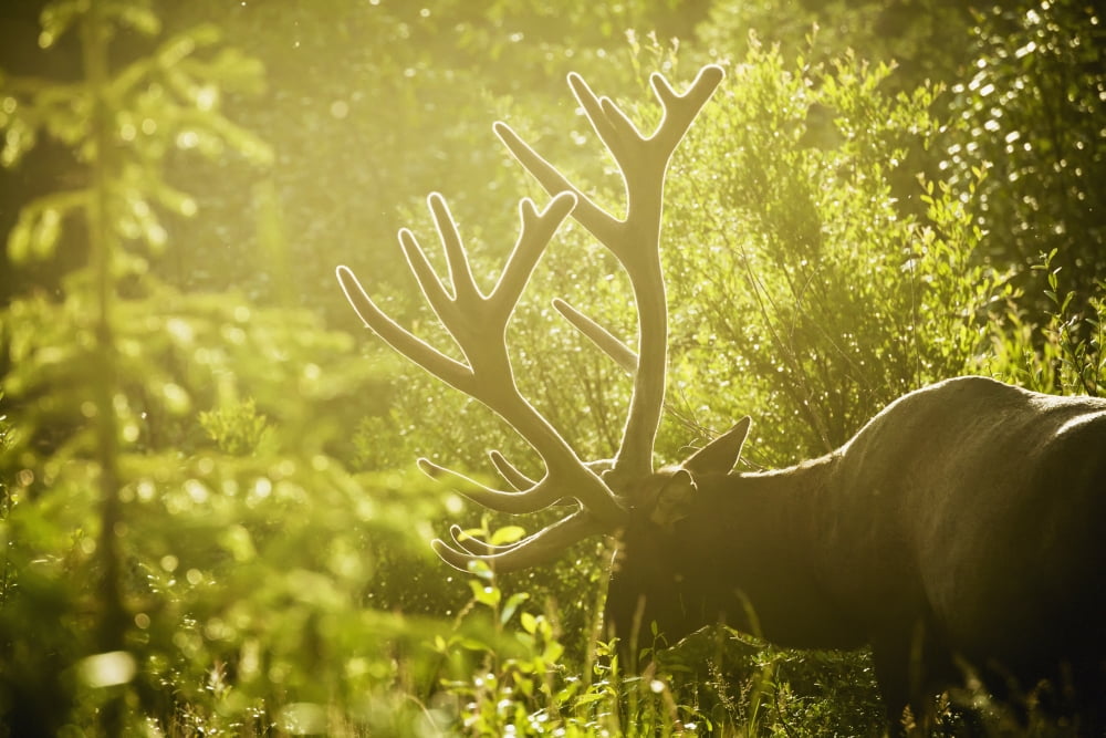 An elk (cervus canadensis) with large antlers grazing in warm evening light jasper national parkAlberta canada Canvas Art - Joel Koop  Design Pics (19 x 12)