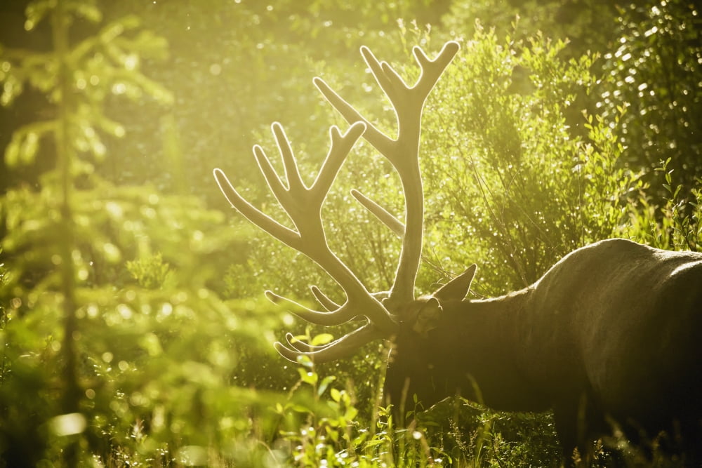 An elk (cervus canadensis) with large antlers grazing in warm evening light jasper national parkAlberta canada Canvas Art - Joel Koop Design Pics (38 x 24)