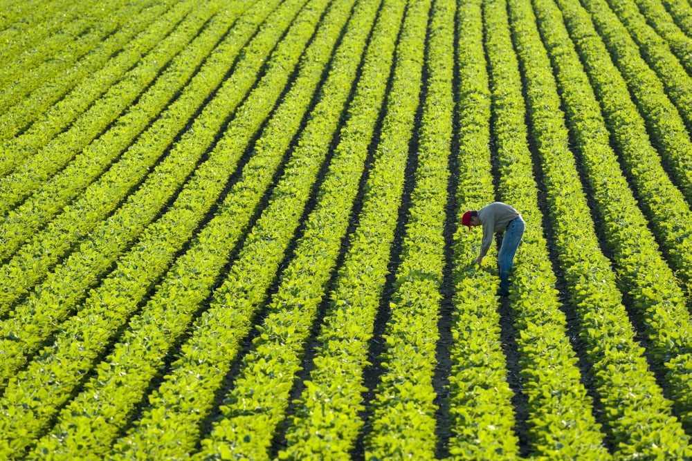 A farmer walking through a large green soybean field in central Iowa in summer Iowa United States of America Canvas Art - Scott Sinklier Design Pics (36 x 24)