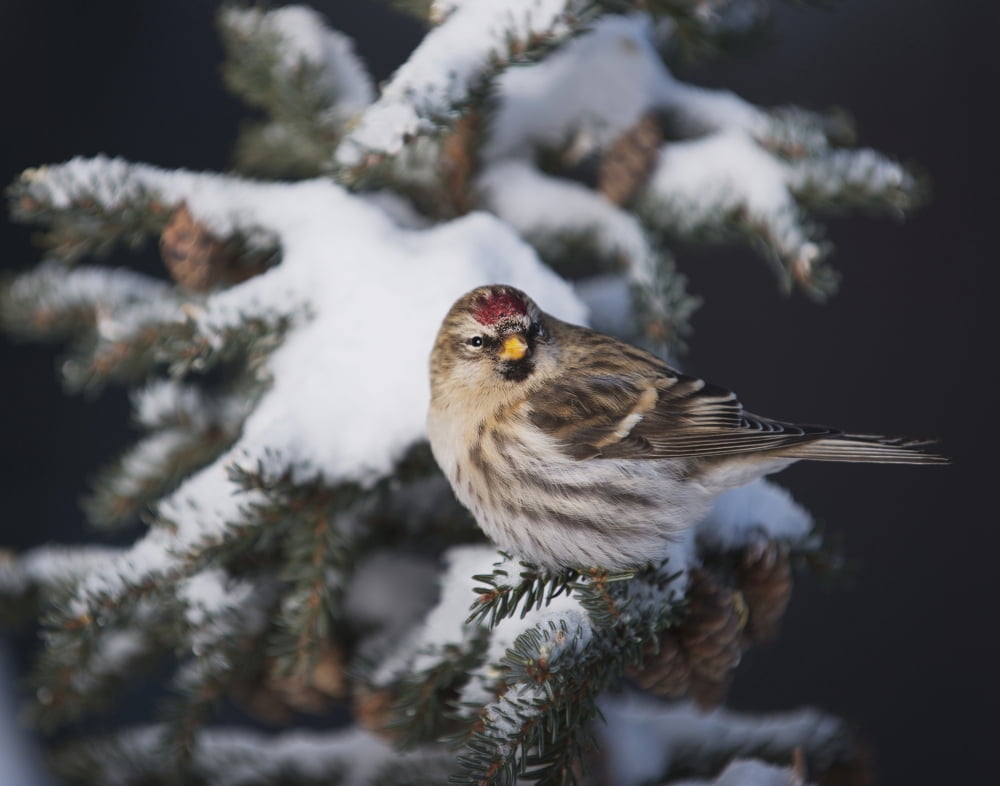 A female Common Redpoll (Carduelis flammea) perches on a snowy spruce tree on a cold day in interior Alaska Fairbanks Alaska Canvas Art - Greg Martin Design Pics (17 x 13)