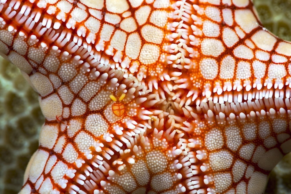 A female symbiotic copepod (Stellicola sp) can be seen just to the left of center on this necklace seastar (Fromia monilis) Yap Micronesia Canvas Art - Dave Fleetham Design Pics (19 x 12)