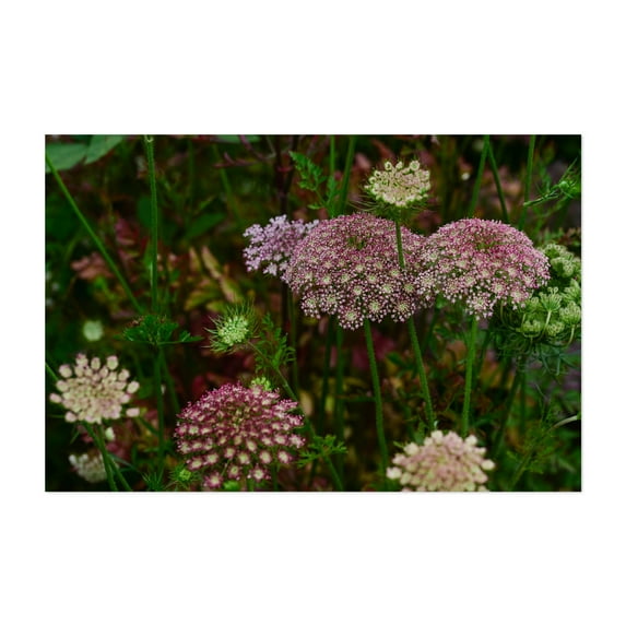 field of Queen Ann's Lace flowers - Carmel Valley California Photography Flowers Botanical Floral Nature Garden Scenic Pastoral Unframed Wall Art Print 24 x 36 inches