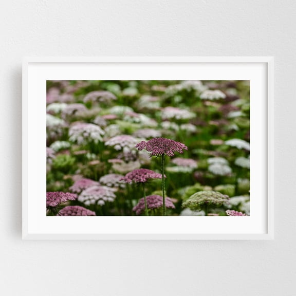 field of blooming flowers - Carmel Valley California Photography Floral Flowers Nature Botanical Garden Scenic Pastoral White Framed Wall Art Print 16 x 24 inches