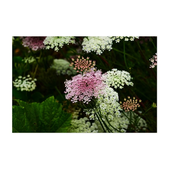 field of flowers Queen Ann's Lace - Carmel Valley California Photography Floral Flowers Botanical Garden Nature Scenic Summer Unframed Wall Art Print 5 x 7 inches