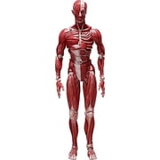figma Human Model Non-scale ABS & PVC Pre-painted Movable Figure F51042