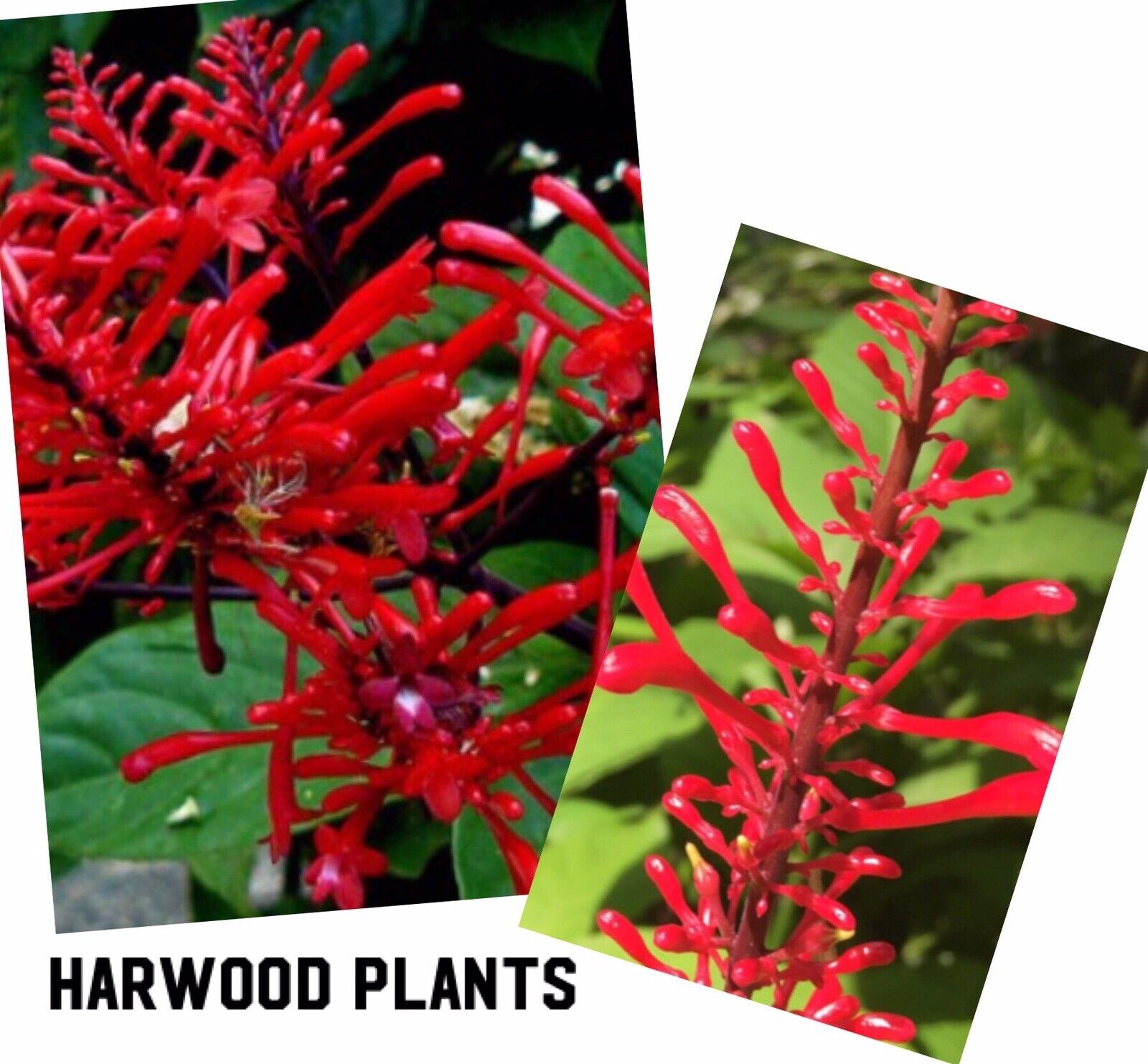firespike PLANT 10 Cutting 8+” Long Odontonema strictum red flower