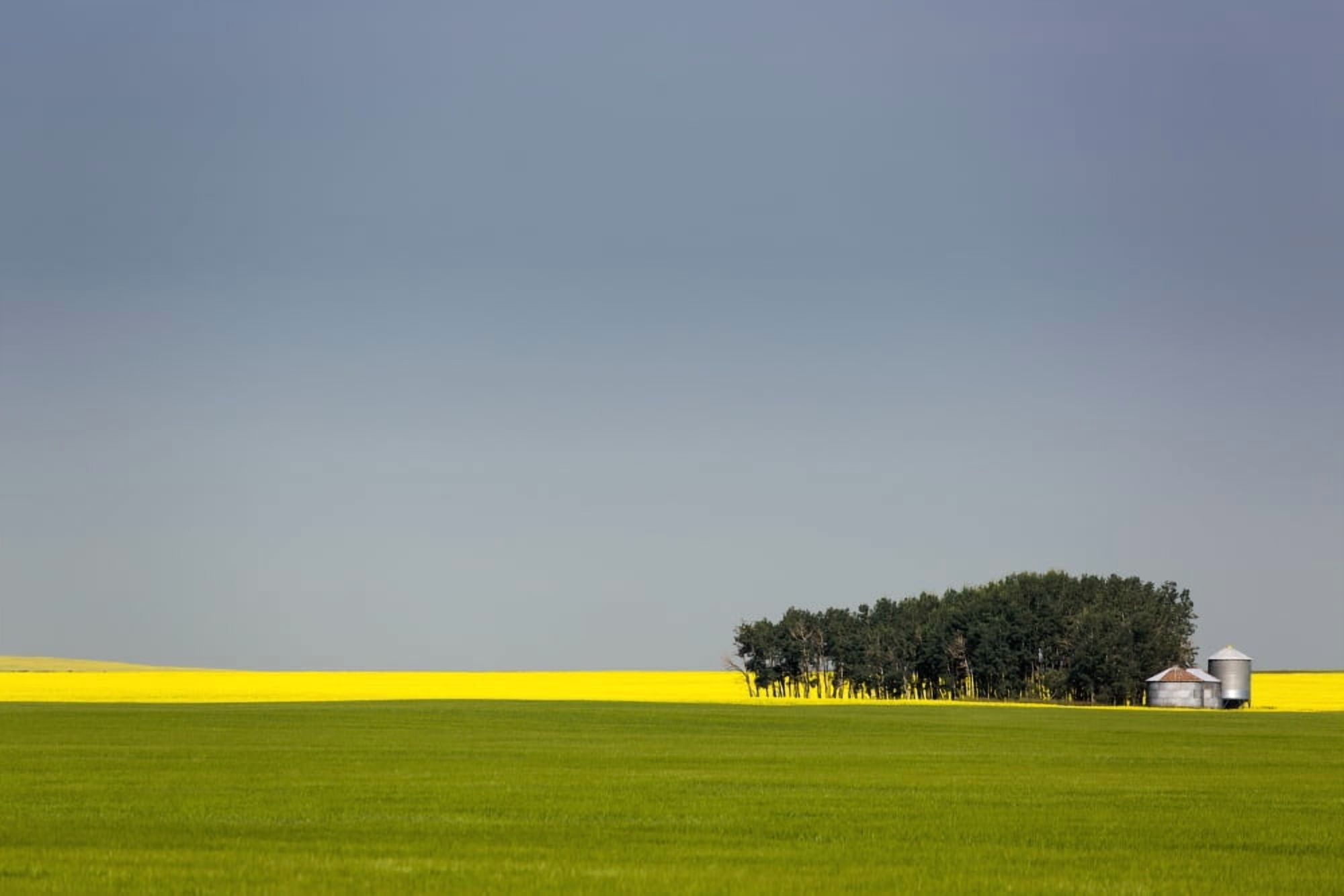 A flowering canola field in the distance framed by a green wheat field with a group of trees metal grain bins and blue sky Acme Alberta Canada Canvas Art - Michael Interisano Design Pics (38 x 24)