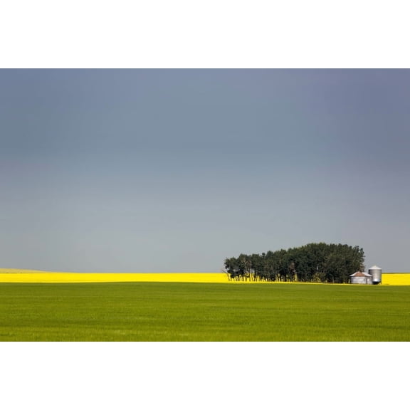 A flowering canola field in the distance framed by a green wheat field with a group of trees metal grain bins and blue sky Acme Alberta Canada Canvas Art - Michael Interisano Design Pics (38 x 24)