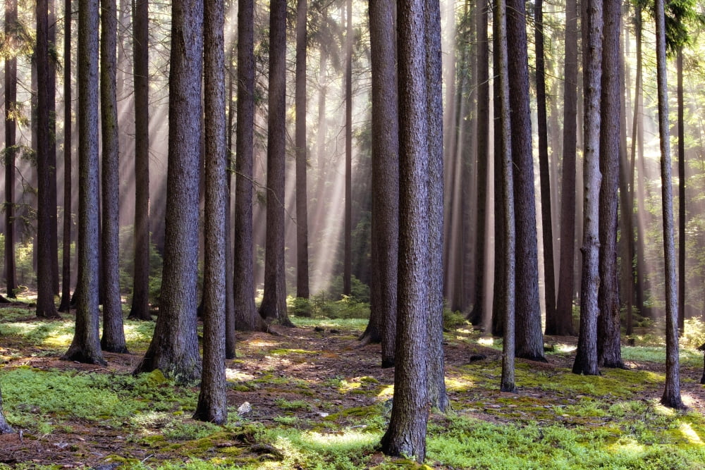 forest scene with sun rays shining through branches Canvas Art - Panoramic Images (27 x 9)