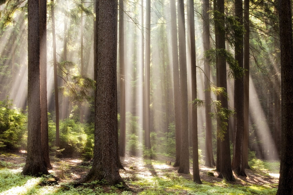 forest scene with sun rays shining through branches Canvas Art - Panoramic Images (36 x 12)