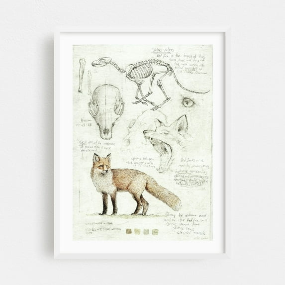 fox anatomy - Drawing Wildlife White Framed Wall Art Print 24 x 36 inches
