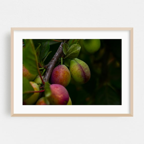 fruit plums on branch of tree - Carmel Valley California Photography Fruit Botanical Nature Garden Scenic Summer Pastoral Oak Framed Wall Art Print 12 x 18 inches