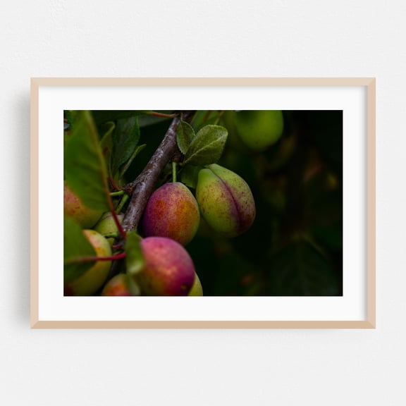 fruit plums on branch of tree - Carmel Valley California Photography Fruit Botanical Nature Garden Scenic Summer Pastoral Oak Framed Wall Art Print 24 x 36 inches