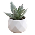 thumbnail image 1 of geerera Mini Artificial Plant In Plastic Pots Fake Plants For Indoors Office Decor For Women Office Home Decor Gifts Faux Plant, 1 of 6