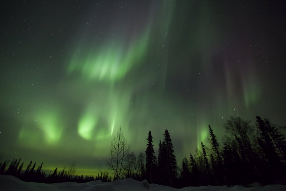 The green glow of the Aurora Borealis (Northern Lights) from the Petersville Road Southcentral Alaska Winter Canvas Art - Lucas Payne Design Pics (19 x 12)