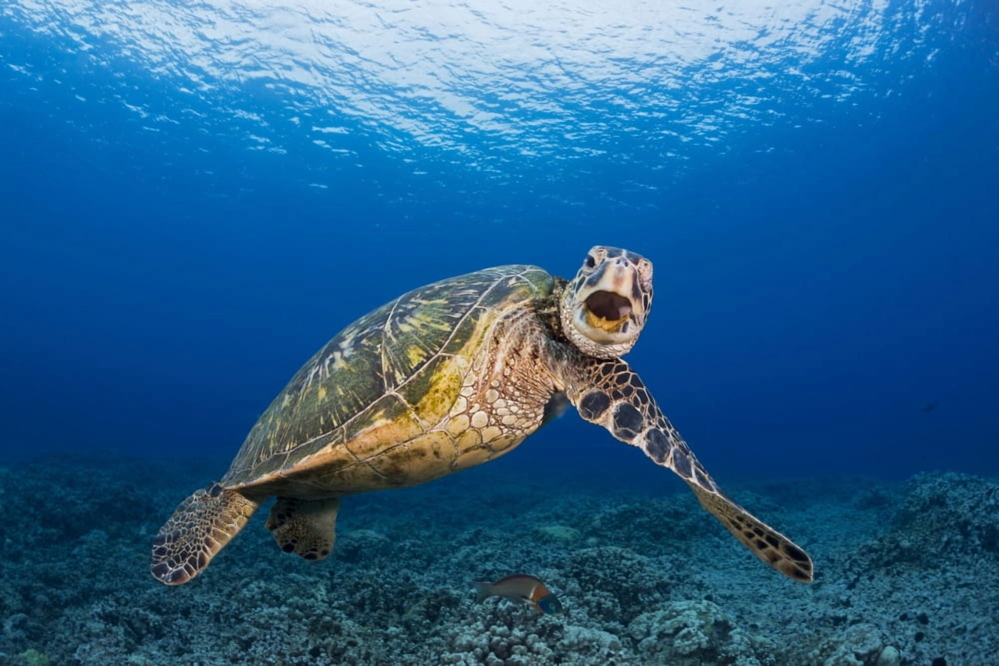 This green sea turtle (Chelonia mydas) an endangered species is rubbing its chin on its shoulder Maui Hawaii United States of America Canvas Art - Dave Fleetham Design Pics (19 x 12)