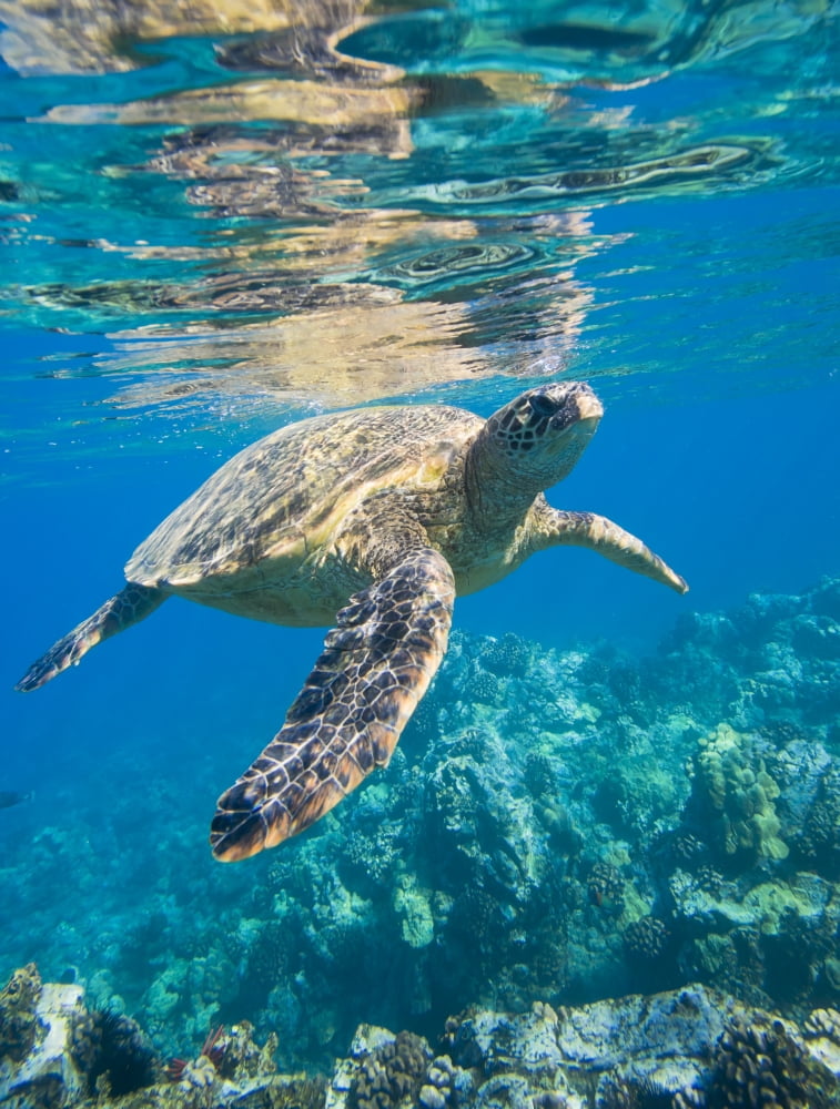 green sea turtle swimming in ocean sea Canvas Art - Design Pics Vibe Design Pics (12 x 16)