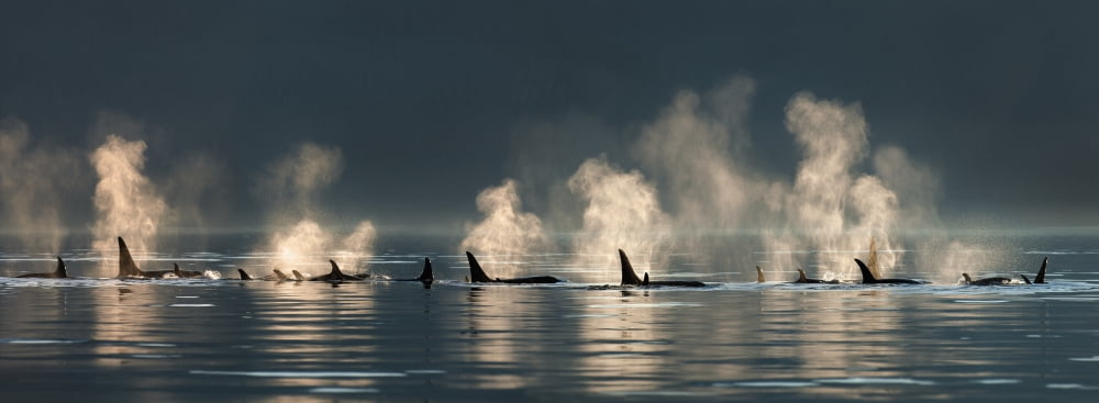 A group of Orca (killer) whales come to the surface on a calm day in Lynn Canal Inside Passage Alaska near Juneau Canvas Art - John Hyde Design Pics (44 x 16)