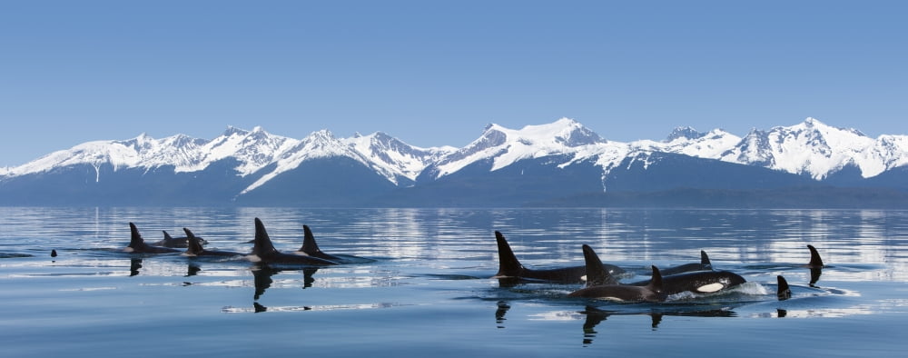 A group of Orca (killer) whales come to the surface on a calm day in Lynn Canal Inside Passage Alaska near Juneau Canvas Art - John Hyde Design Pics (44 x 18)