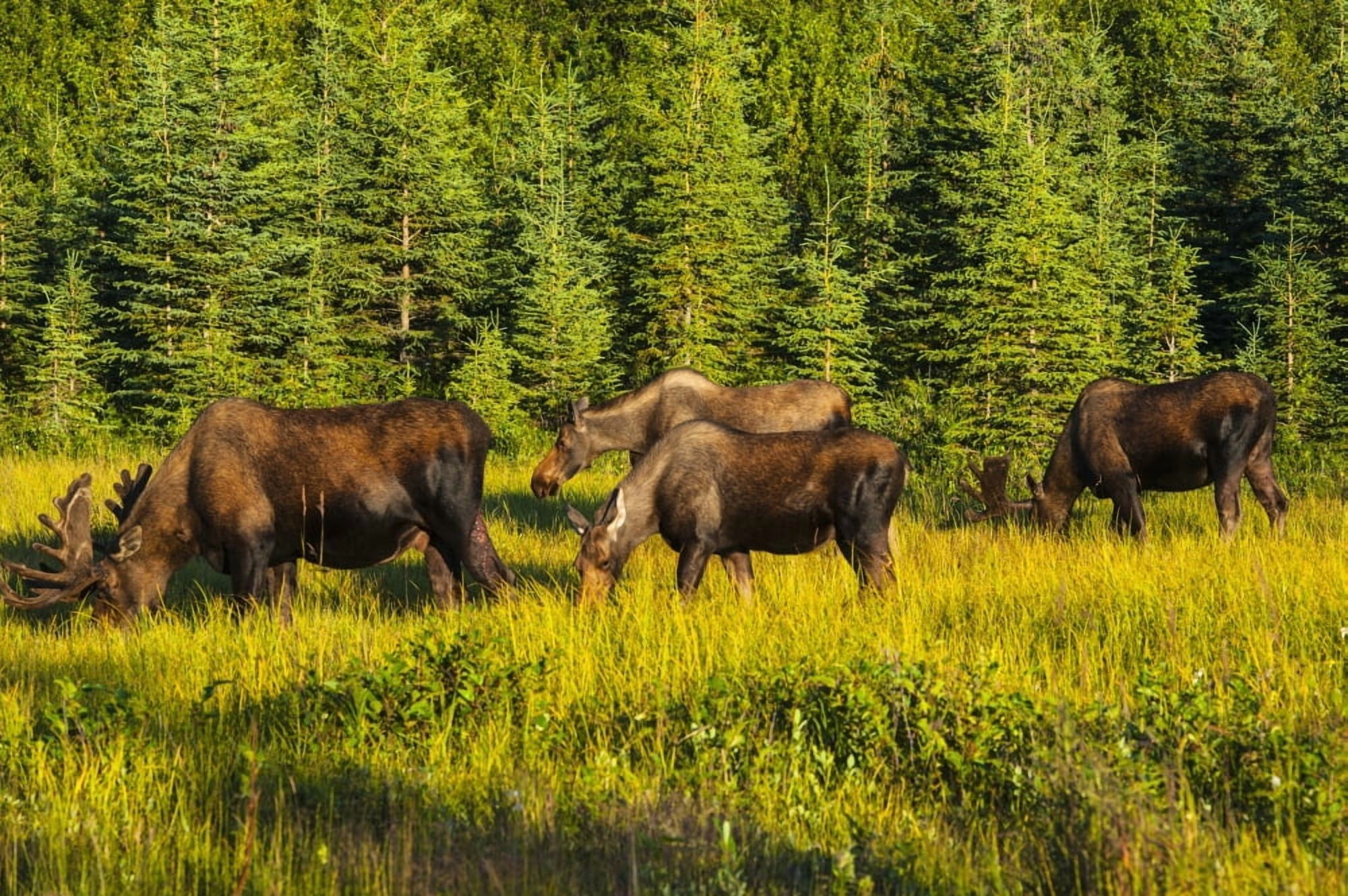 A group of moose two bulls and two cows feeding on on grass in Kincaid Park Anchorage Southcentral Alaska summer Canvas Art - Michael Jones Design Pics (38 x 24)